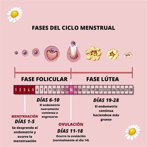 Sintético 96 Imagen De Fondo Calendario De Ovulacion Y Dias Fertiles