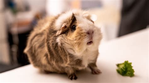 The Ultimate Guide To Guinea Pig Sounds With Meaning