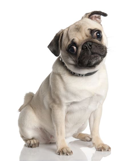 Your pug puppies stock images are ready. Pug Dog | HD Wallpapers (High Definition) | Free Background