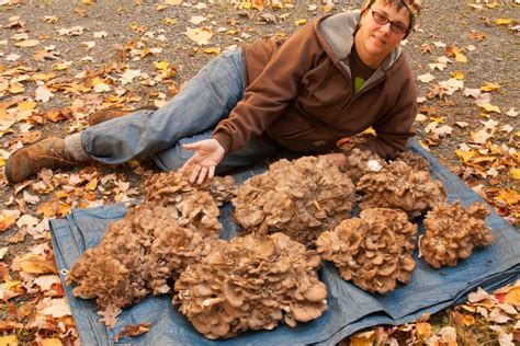 Hen Of The Woods A Great Beginners Mushroom Backyard Forager