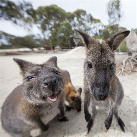 Australia On Instagram “it Seems That Some Wallabies Like Having Their
