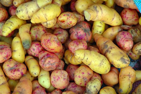 Weird Vegetables Youve Probably Never Heard Of Photos Huffpost