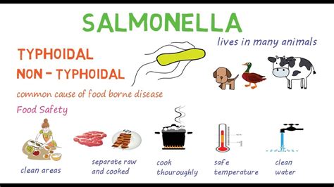 Salmonella Types