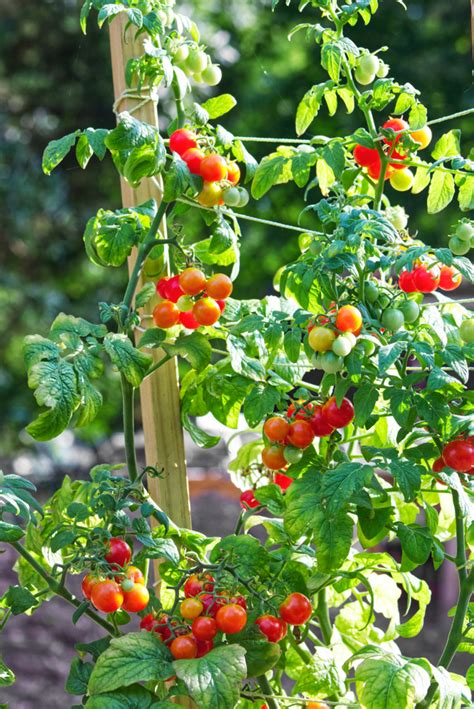 38 Tomato Support Ideas For High Yielding Tomato Plants Tomato Trellis