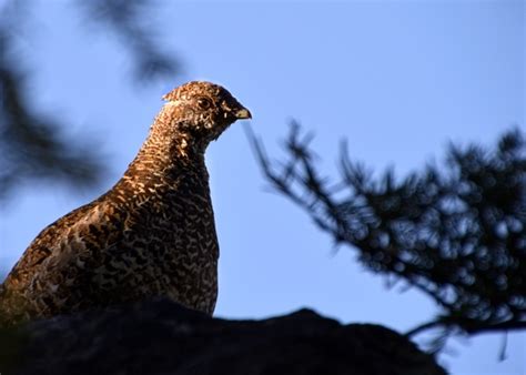 Nestwatch Female Grouse Nestwatch