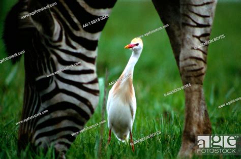 Cattle Egret Burchells Zebra Rietvlei Nature Reserve Gauteng South