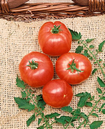 German Johnson Tomato Victory Seeds® Victory Seed Company