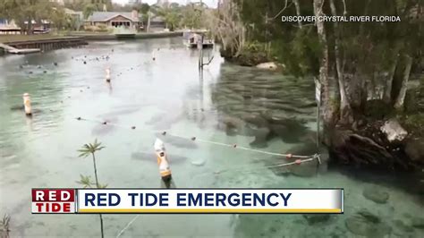 Red Tide Blamed For Deaths Of 97 Manatees So Far