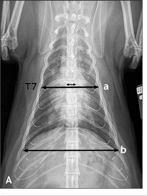 Figure 1 From Radiographic Abnormalities In Cats With Feline Bronchial