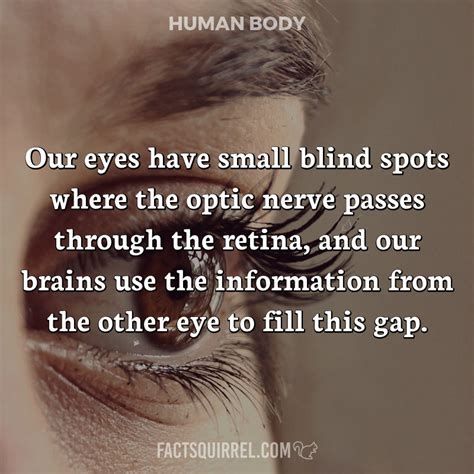 our eyes have small blind spots where the optic nerve passes through the fact squirrel