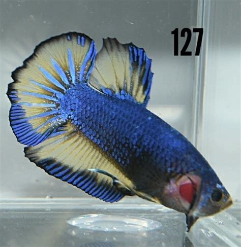 From food and tanks, to plants and free standard shipping exclusions: Blue and Yellow Mustard Gas Live Betta Male HMPK Fish ...