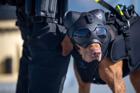 Psbattle Coast Guard Dog Wearing A Tactical Helmet Rvizsla