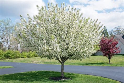 White Crabapple Tree In Full Bloom In Springtime Stock Image Image Of