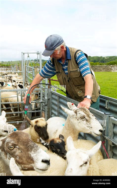 Treating Sheep Against Blowfly With Pour On Insecticide High Cis Cypermethrin Salt Marsh Sheep