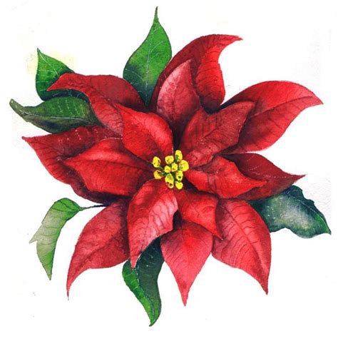 Poinsettia Drawing Outline Free Download On Clipartmag