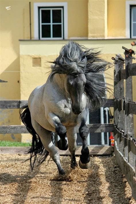 Imagini Cavalos Lindos Cavalos Animais