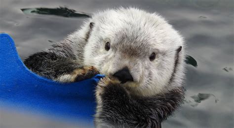Vancouver Aquarium After Hours Night basks in best of BC coast | Daily