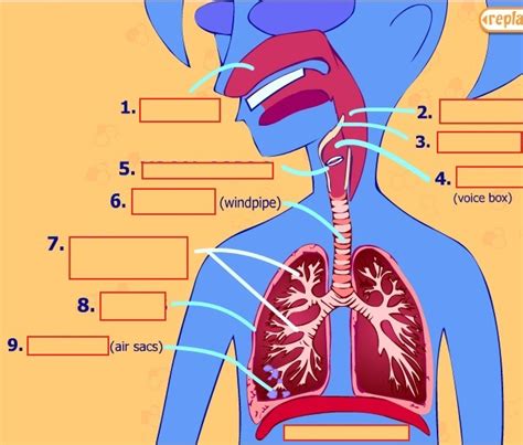 The Respiratory System Diagram Quizlet
