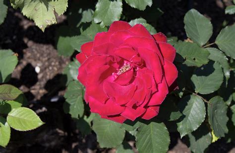 Dark Red Rose Photograph By Lamont Johnson Pixels