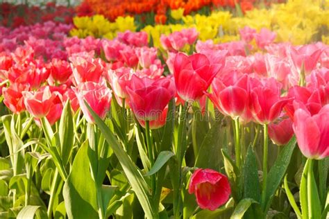 The Beautiful Blooming Tulips In Gardentulips Flower Under Natural