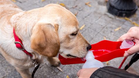 5 when can puppies drink water? Choosing The Best Dog Water Bottle To Quench Your Pet's Thirst