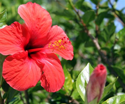 How To Grow Hibiscus From Cuttings The Easy Way Bright Lane Gardens