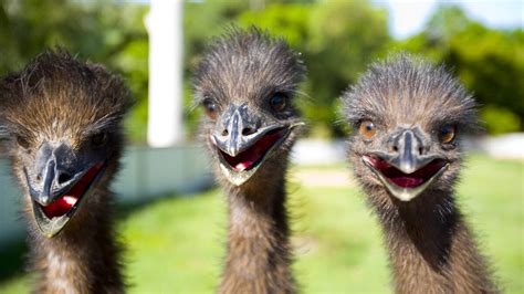 Los Emus De Aspecto Tonto Son Largos No Voladores Y Muy Amigables