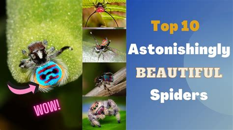 Top 10 Astonishingly Beautiful Spiders Most Amazing Top 10