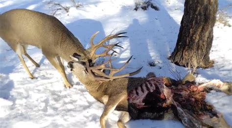 Men Rescue Mule Deer Buck Locked Up With A Dead 5×5 That Was Scavenged