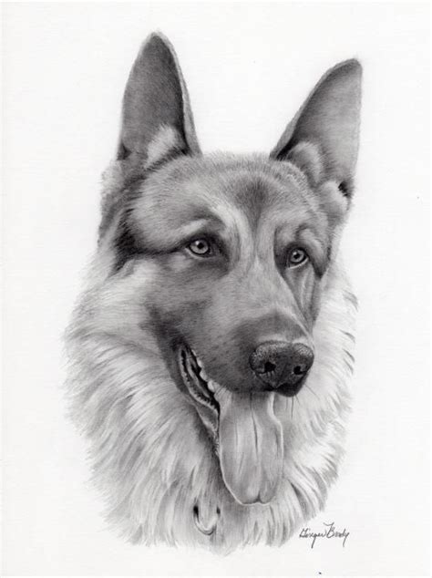 How to draw a german shepherd lesson on drawing. German Shepherd | Realistic pencil drawings, Pencil ...