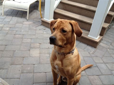 Le mélange rhodesian ridgeback labrador provient de deux chiens musclés qui sont connus pour leur loyauté, leur nature affectueuse et leur niveau d'énergie élevé. my baby! i think hes a lab/ rhodesian ridgeback mix! | Lab ...