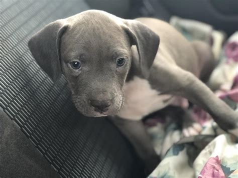 Blue Nose Pitbull Puppies For Free How To Get For Free
