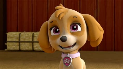 skye the cockapoo paw patrol photo 40719566 fanpop