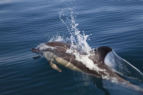 Common Dolphin Delphinus Delphis Photograph By Konrad Wothe