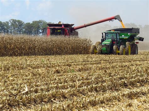 Rainy weather slows state's corn harvest | Mississippi State University ...