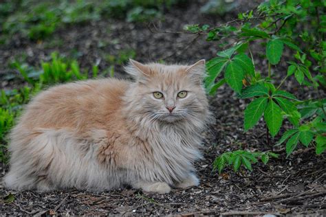 Long Haired Orange Tabby Cat In The Garden 061120156419 Photograph By Wildbird Photographs