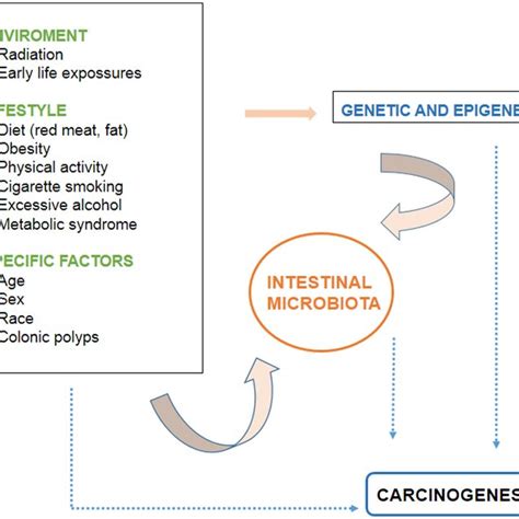 Factors Involved In The Development Of Colorectal Cancer Download