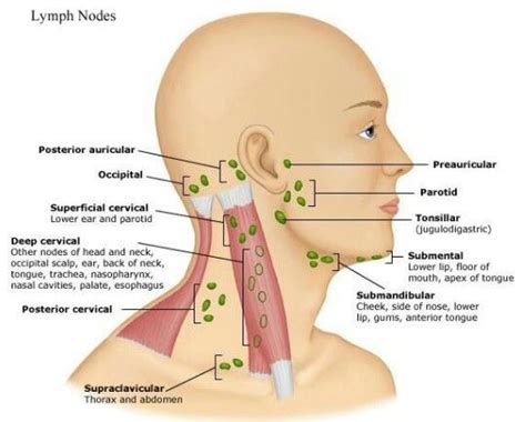 Can Tooth Problems Cause Lymph Node Swelling In The Back Of The Head
