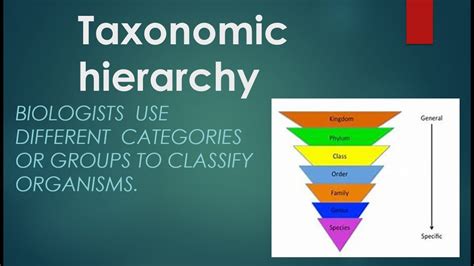Taxonomic Hierarchy Taxonomic Categories Taxa Taxon Ninth