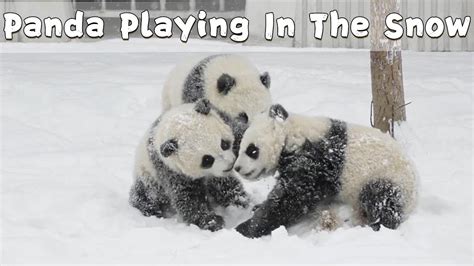 Panda Cubs Playing In The Snow Ipanda Youtube