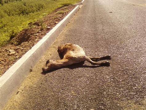 Animais S O Mortos Atropelados Na Rodovia Araqu M Corea Ar Qu M News