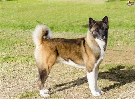 Akita Dog Breed Facts Highlights And Buying Advice Pets4homes