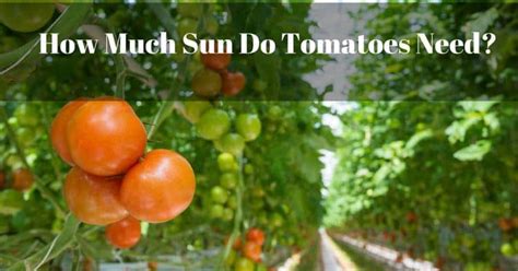 There is a problem where this plant used to live we need to fix as well as getting that plants in shade need less fertilizer than plants in the sun. How Much Sun Do Tomatoes Need? | The Rex Garden