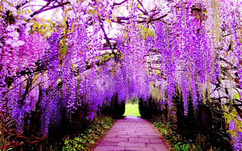 Wisteria Wallpaper 2880x1800 70862