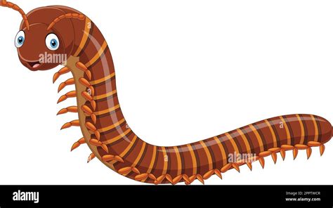 Cartoon Centipede Isolated On White Background Stock Vector Image And Art