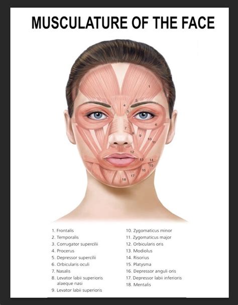 Musculature Of The Face Educational Science Poster Facial Mimetic