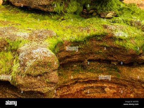 Moss Covered Rocks Stock Photo Alamy