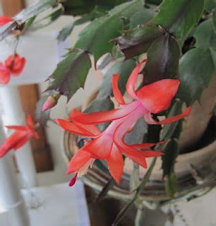 Mine moved from one infested plant to another. May Dreams Gardens .......another re-blooming Christmas ...