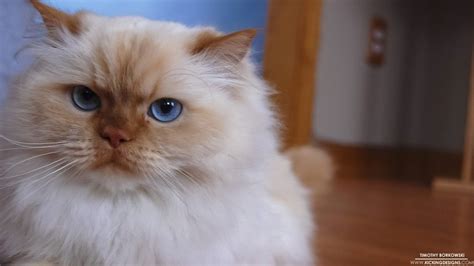After all, their personalities are just as. Flame Point Himalayan Cats Related Keywords & Suggestions ...