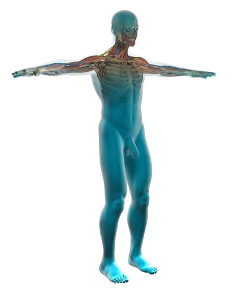 The tissue is connected and constructed as a unit to serve a common function. Human Body Diagram - Medical Clipart